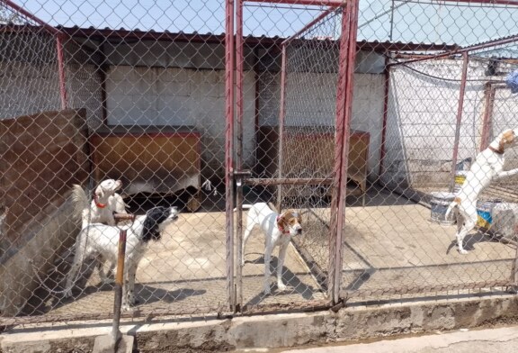 Rescatan 46 caninos durante cateo de un inmueble en Texcoco