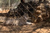 Descartan maltrato animal en Centro de Conservación y rescate del Ocotal