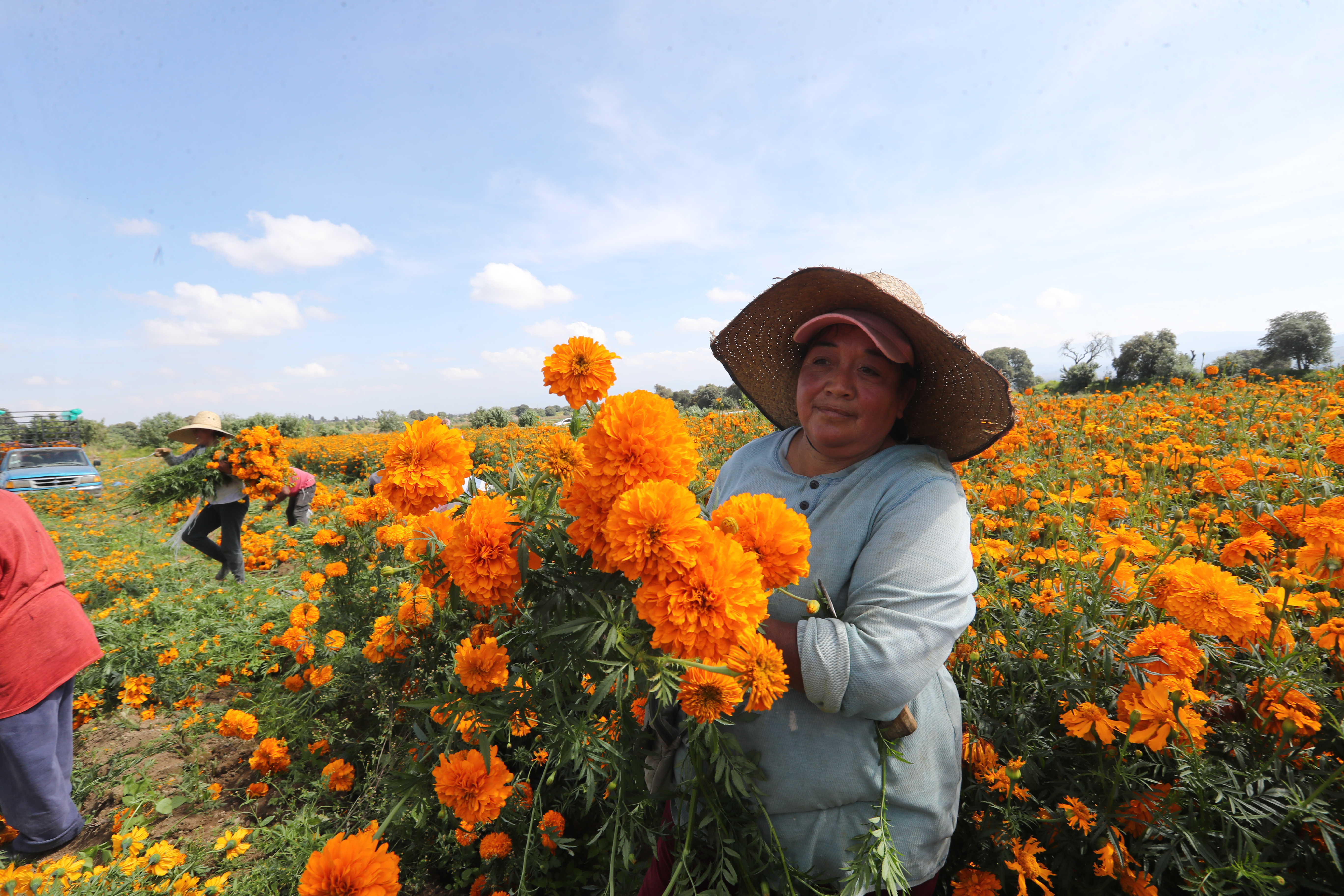 Cientos de floricultores comienzan a levantar producción de cempasúchil