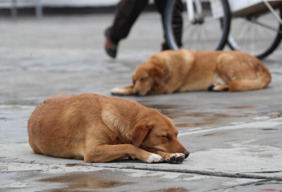 Día Mundial del Perro. En el Edomex hay más de 5 mil denuncias por maltrato