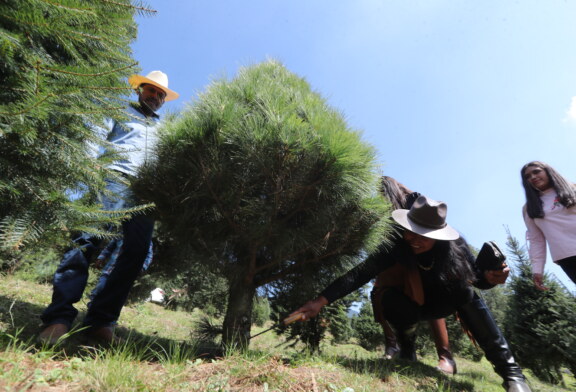 En Xonacatlán, productores prevén venta de 15 mil árboles navideños.