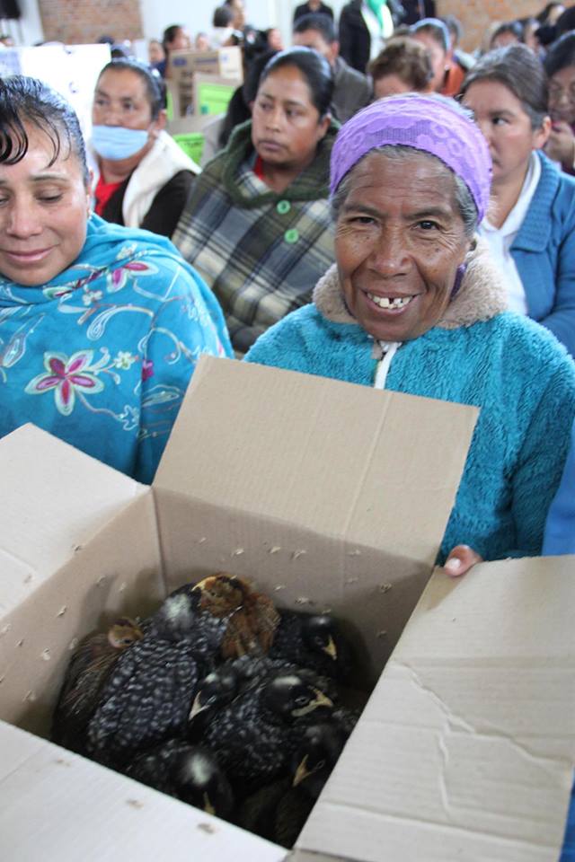 Entrega Toluca paquetes de aves de postura en apoyo de la economía familiar
