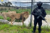 PROFEPA y autoridades de la CDMX aseguran a leones y tigres de santuario en el Ajusco, se investiga posible maltrato