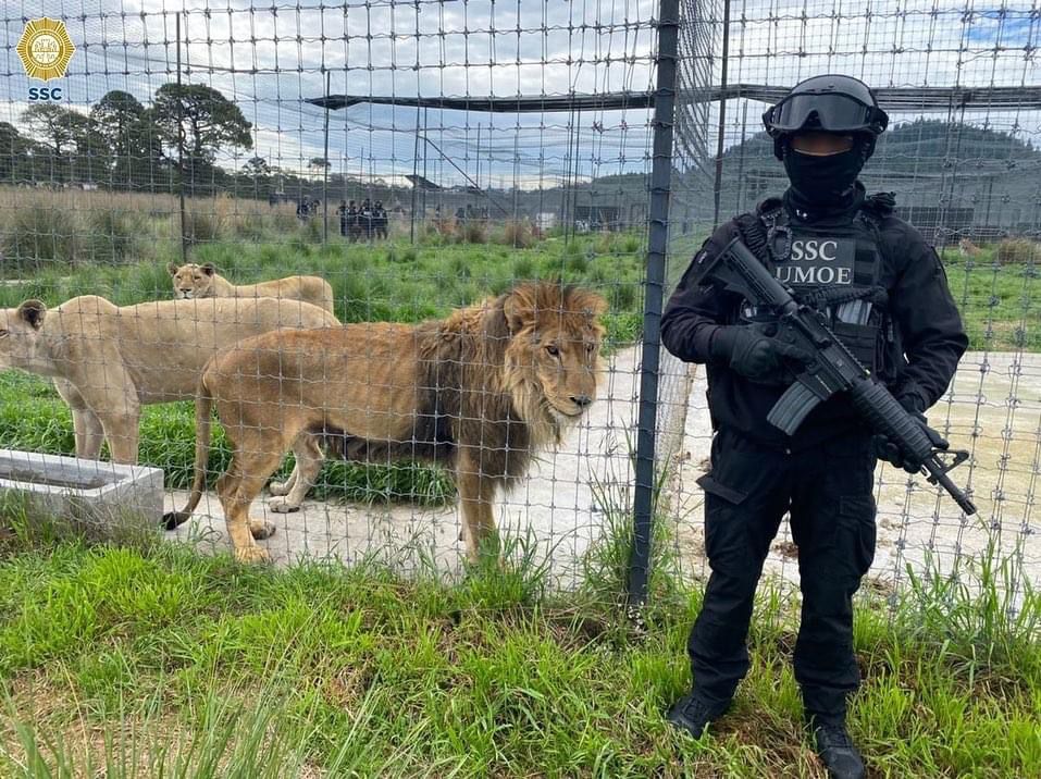 PROFEPA y autoridades de la CDMX aseguran a leones y tigres de santuario en el Ajusco, se investiga posible maltrato