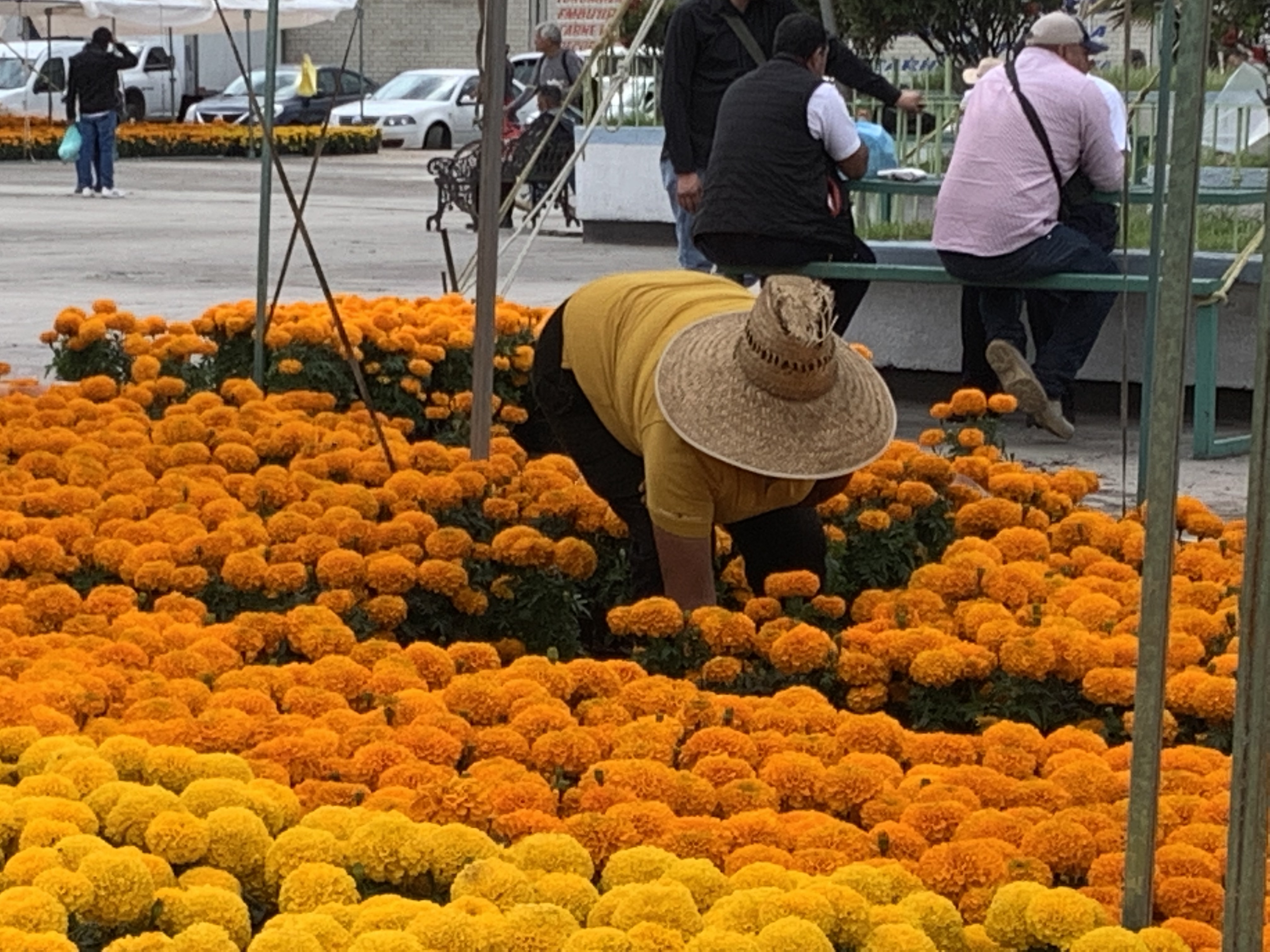 Avanza la venta de flor de Cempasúchil entre los productores mexiquenses
