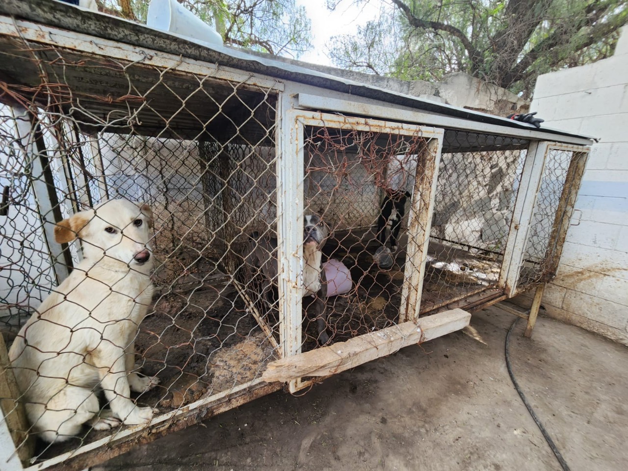 Clausura Procuraduria ambiental centro canino en Zumpango