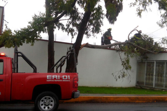 Atienden Bomberos de Toluca reportes de árboles en riesgo por paso del ciclón Franklin