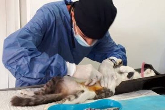 Suman más de 700 esterilizaciones para controlar la reproducción animal