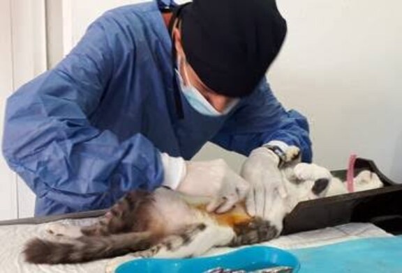 Suman más de 700 esterilizaciones para controlar la reproducción animal
