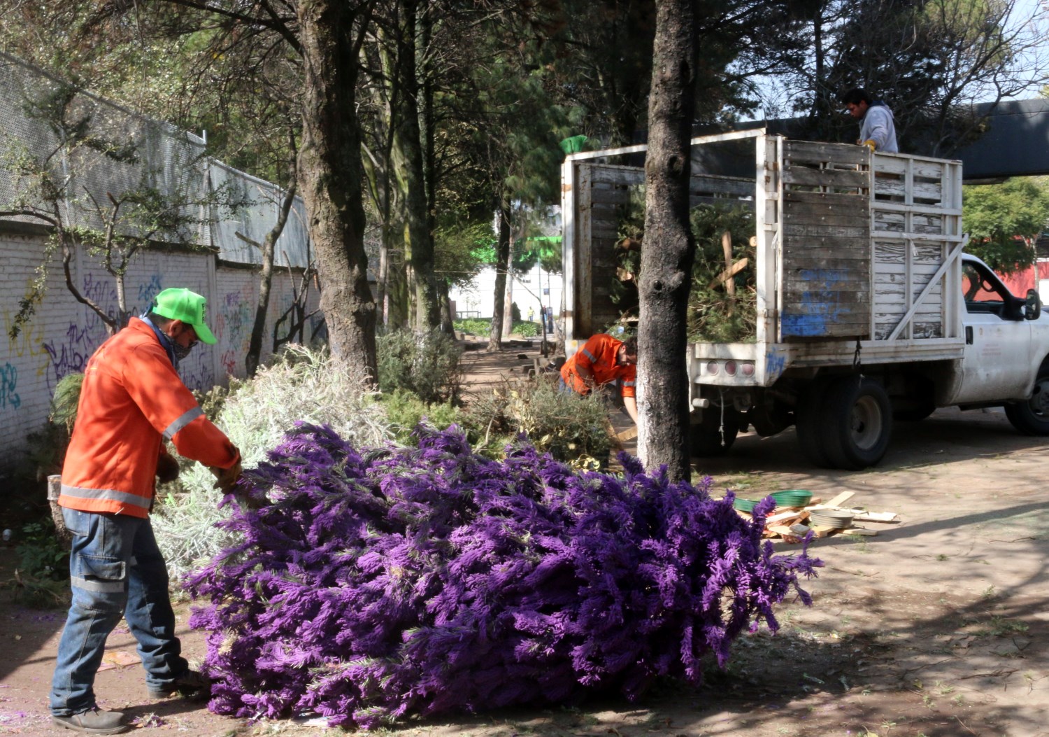 Invita Toluca a la campaña de acopio de árboles de navidad “Para seguir dando vida”