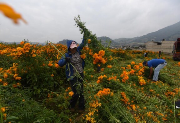 Cientos de floricultores comienzan a levantar producción de cempasúchil