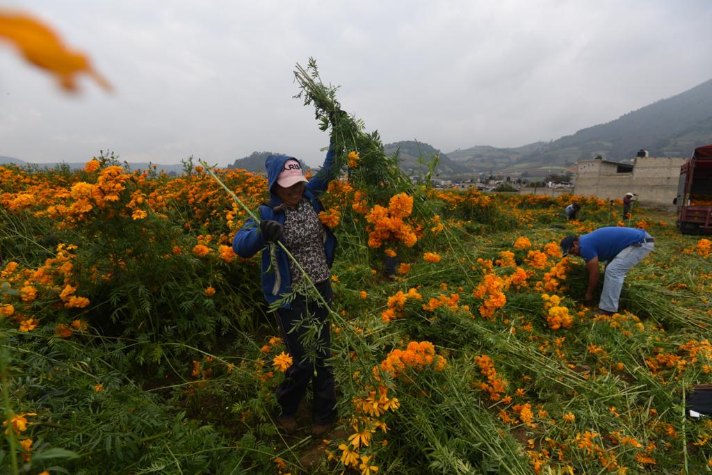 Cientos de floricultores comienzan a levantar producción de cempasúchil
