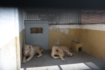 Leones en Zacango se recuperan, se adaptaron al Zoológico