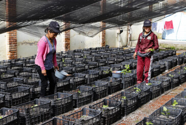 Es Centro de Hidroponía de Toluca referente en producción de hortalizas
