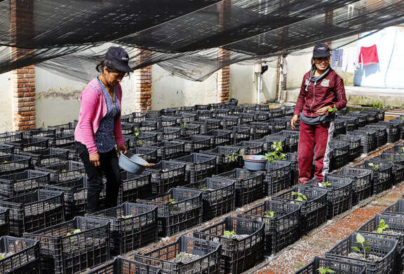 Es Centro de Hidroponía de Toluca referente en producción de hortalizas
