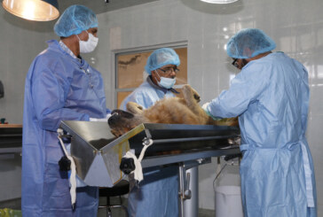 Invita Toluca a esterilizar y vacunar a las mascotas