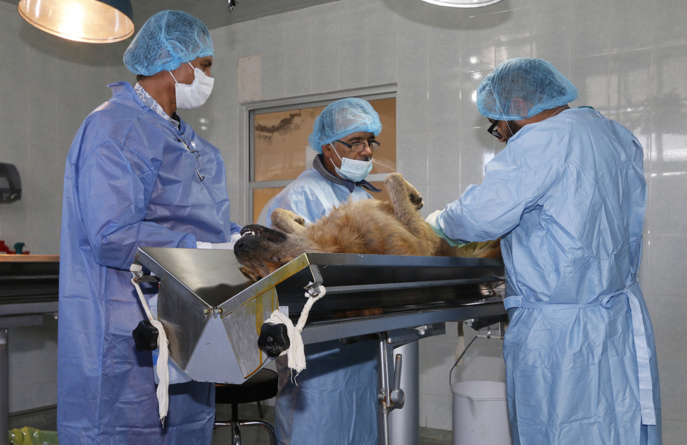 Invita Toluca a esterilizar y vacunar a las mascotas