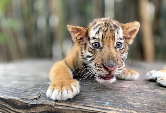 Nace Tigre de Bengala en el zoológico de Culiacan