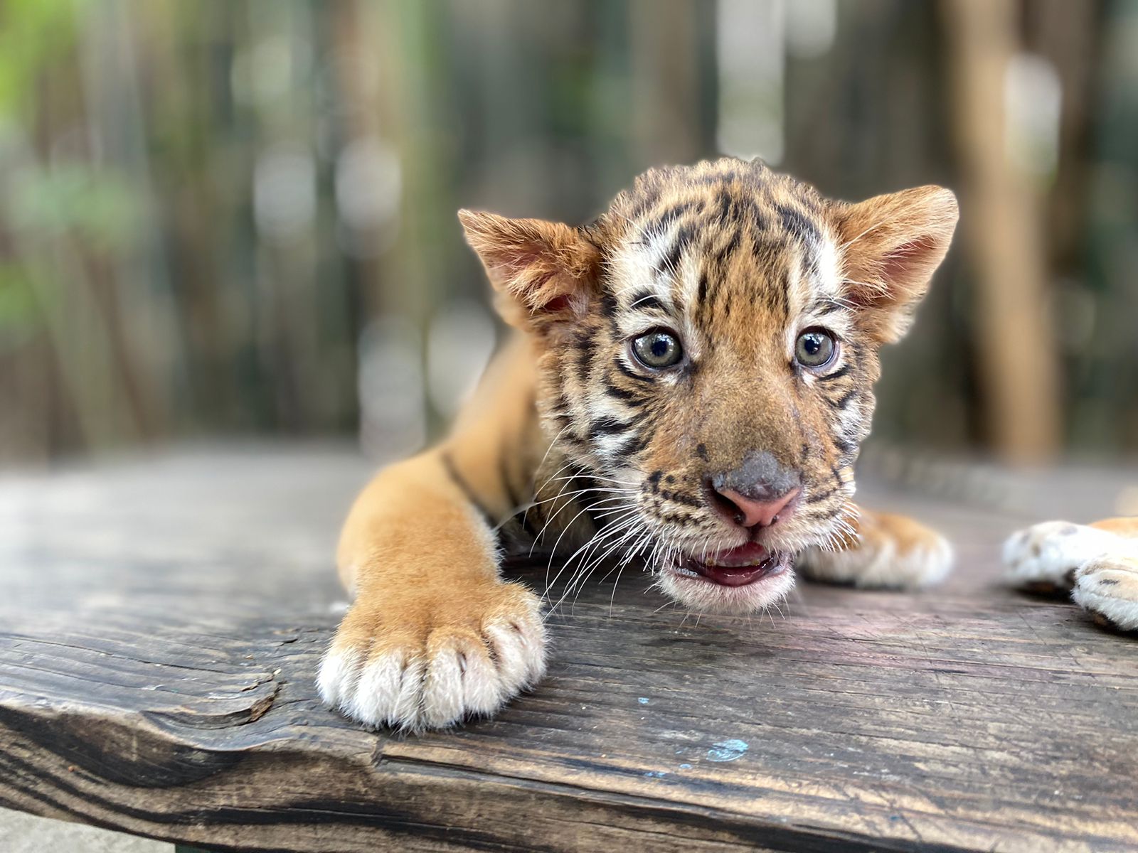 Nace Tigre de Bengala en el zoológico de Culiacan