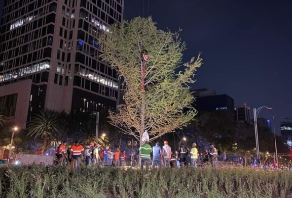 Llega árbol de Ahuehuete a Paseo de la Reforma