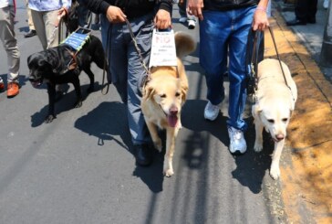Invita ISEM a participar en la cuarta caminata por el día internacional del perro guía