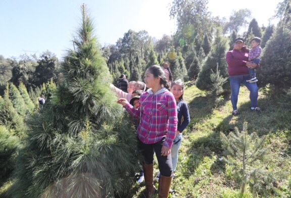 Alistan cortes de árboles de Navidad en Xonacatlán.