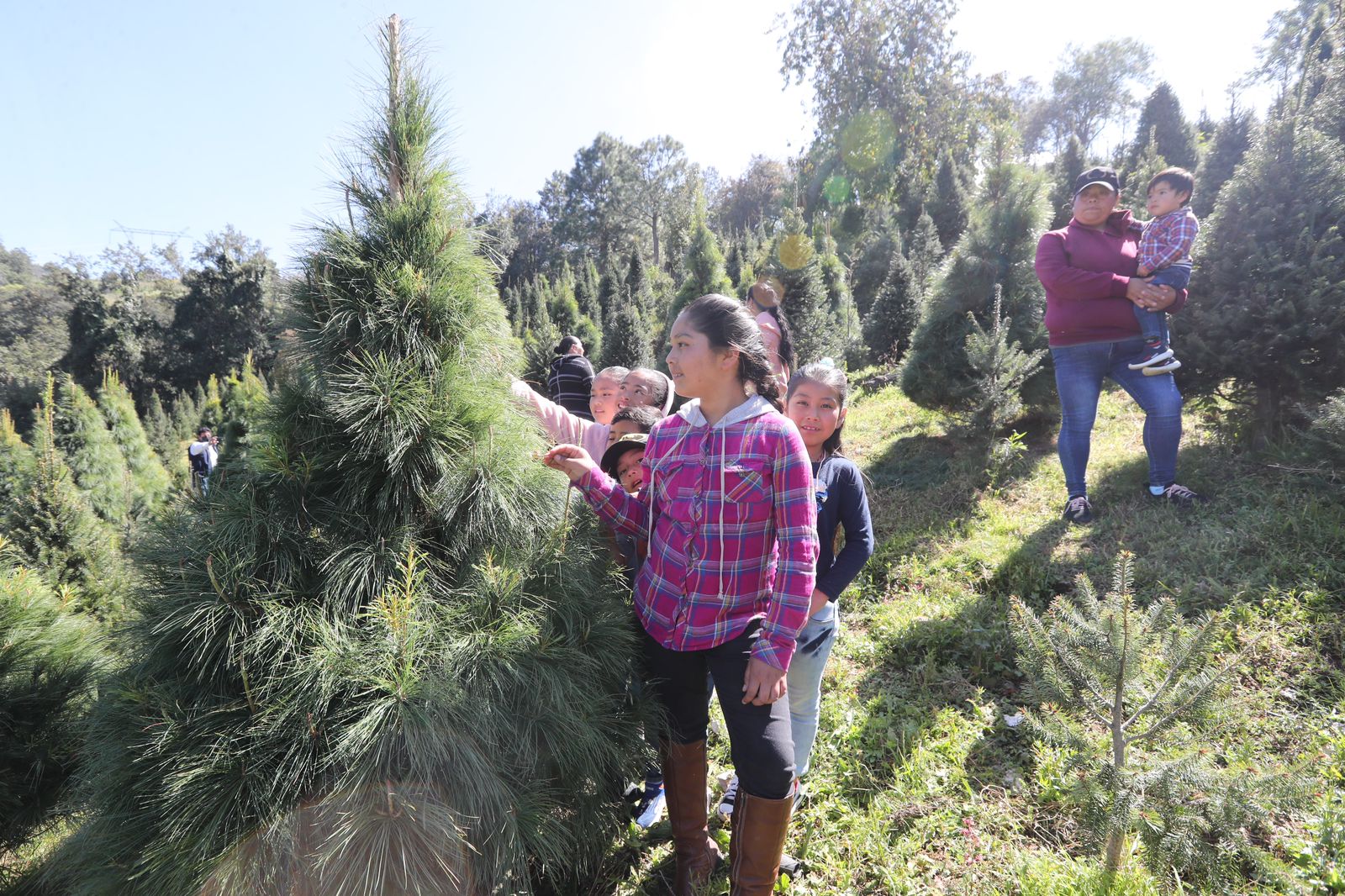 Alistan cortes de árboles de Navidad en Xonacatlán.