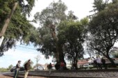 Reemplazan árbol de Eucalipto en Lerma, ya representaba un riesgo para la población