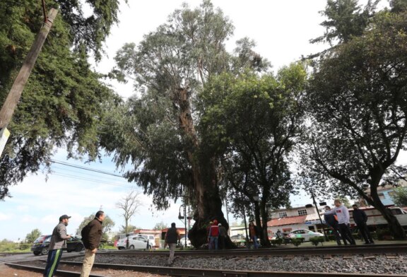 Reemplazan árbol de Eucalipto en Lerma, ya representaba un riesgo para la población