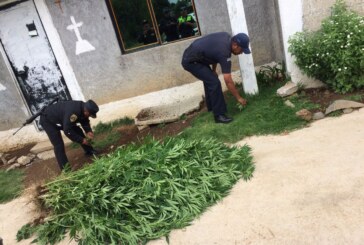 Catea fiscalía estatal un inmueble me San José del Rincon y localizan y localizan plantas de marihuana
