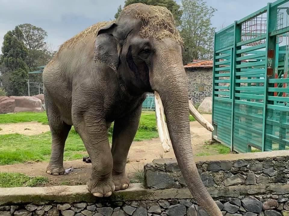 ¡Hasta pronto Ted!. Fallece elefante más longevo del Zoológico Zacango.