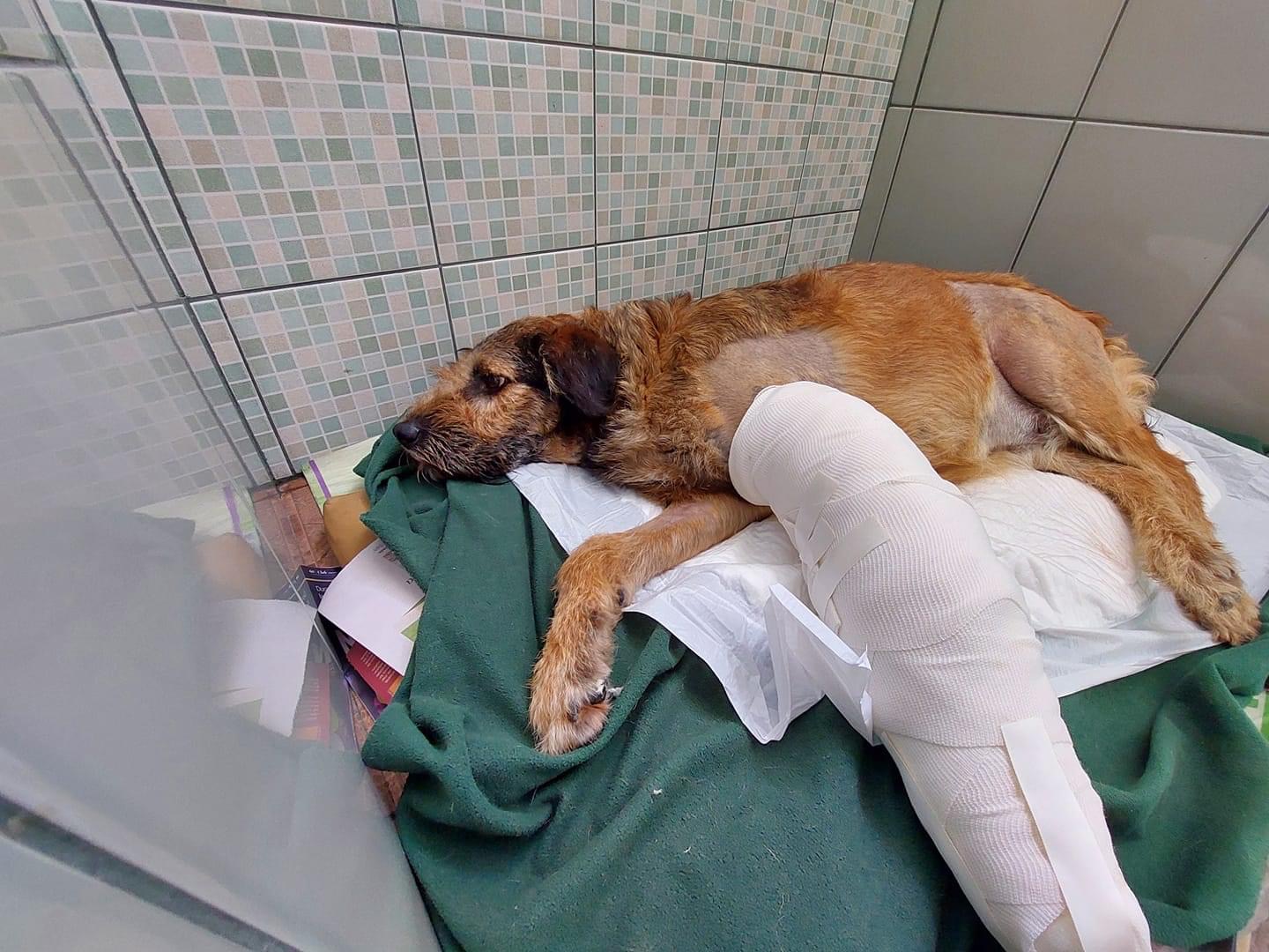 “Barbitas” perro rescatado de la Central de Abastos se sigue recuperando