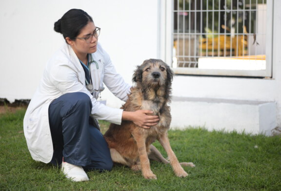 Guerreros Caninos pide donativos para tratamiento de “Barbitas” perrita baleada de la Central de Abastos