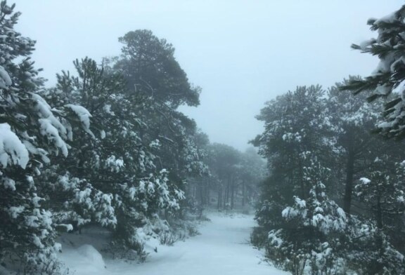 ¡Abrígate¡ Cae nieve en Jocotitlán, temperaturas permanecerán a la baja.