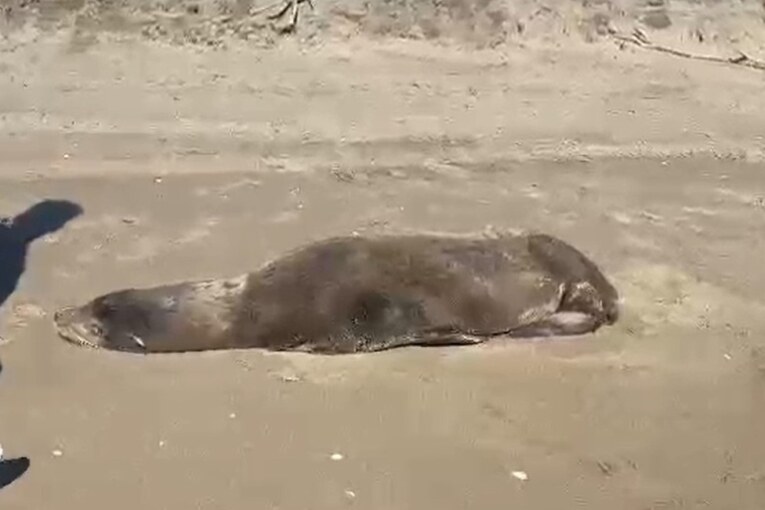 Rescatan Lobo marino en playas de Navolato