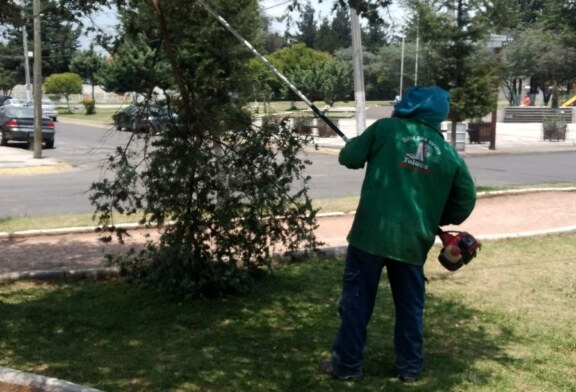 Monitoreo constante de árboles en Toluca para prevenir accidentes