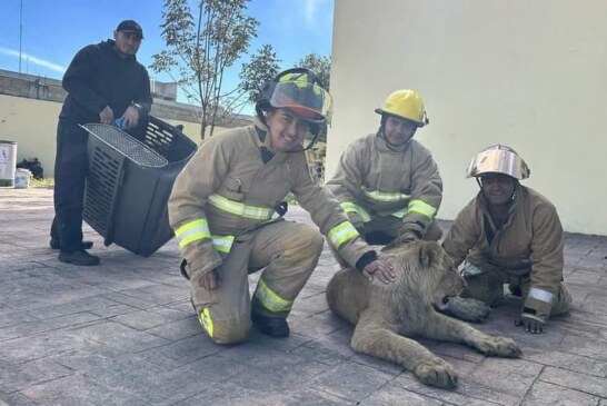 Rescatan a un cachorro de León en calles de Xonacatlán