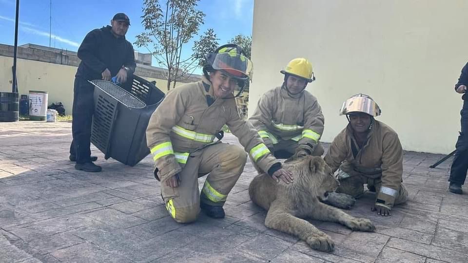 Rescatan a un cachorro de León en calles de Xonacatlán