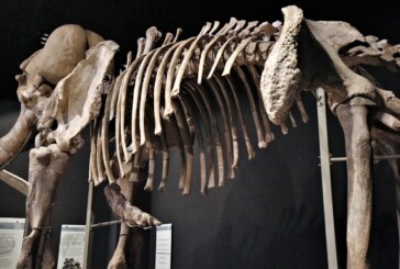 Exhiben mamut de Ecatepec en museo de antropología e historia