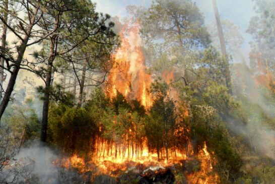 Atienden 150 incendios forestales durante periodo vacacional de semana santa 2021