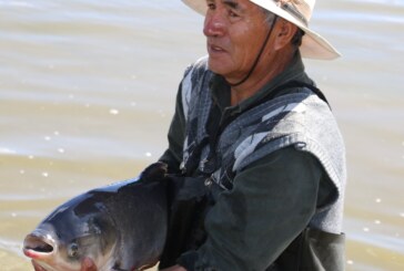 Es centro acuícola de Tiacaque, máximo productor de carpa a nivel nacional