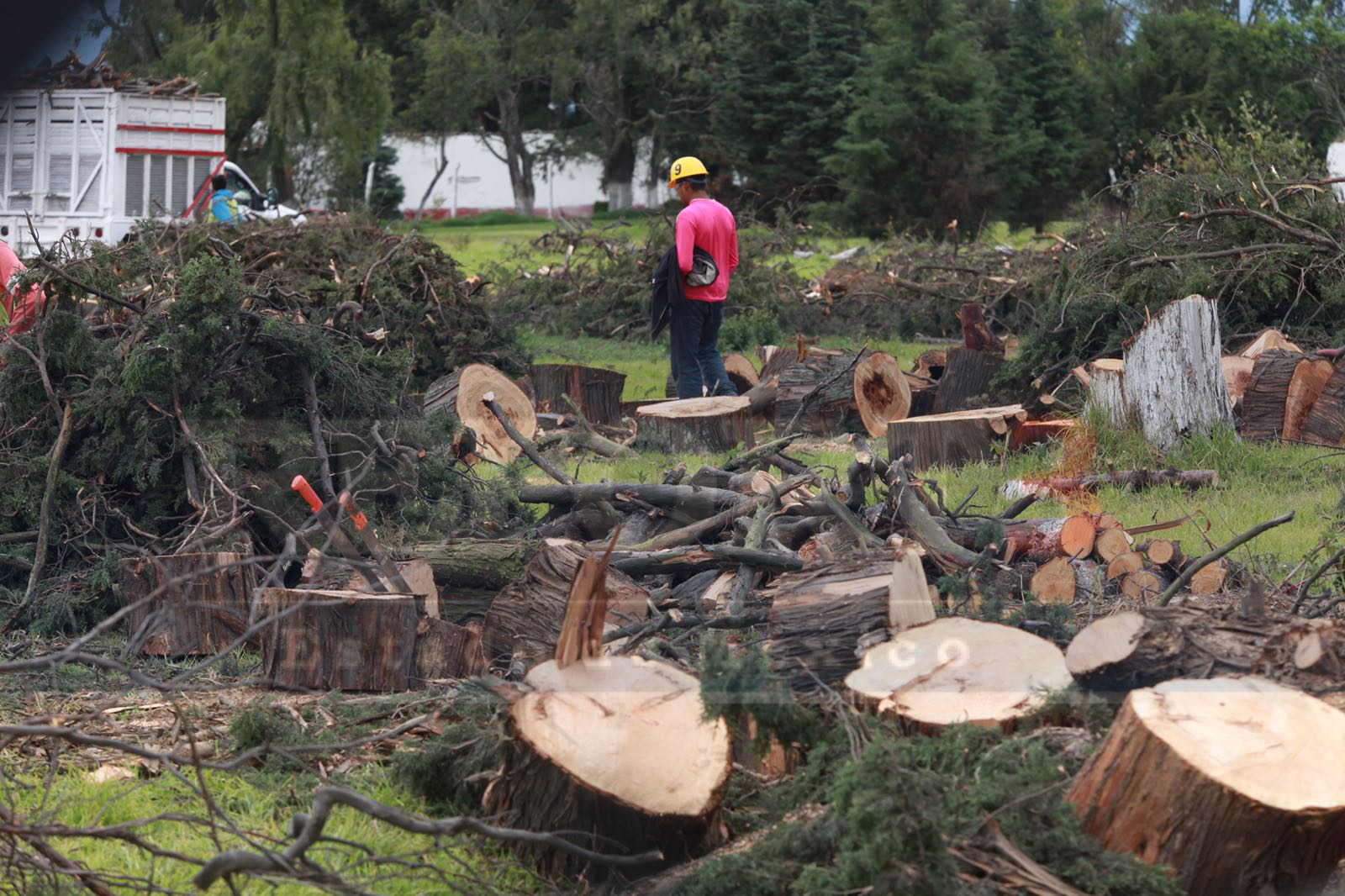 Derriban por lo menos una decena de árboles en plena ciudad capital.