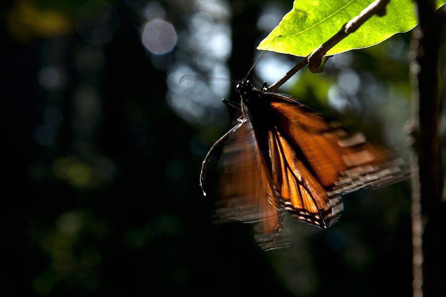 Llega mariposa monarca a bosques del Edoméx