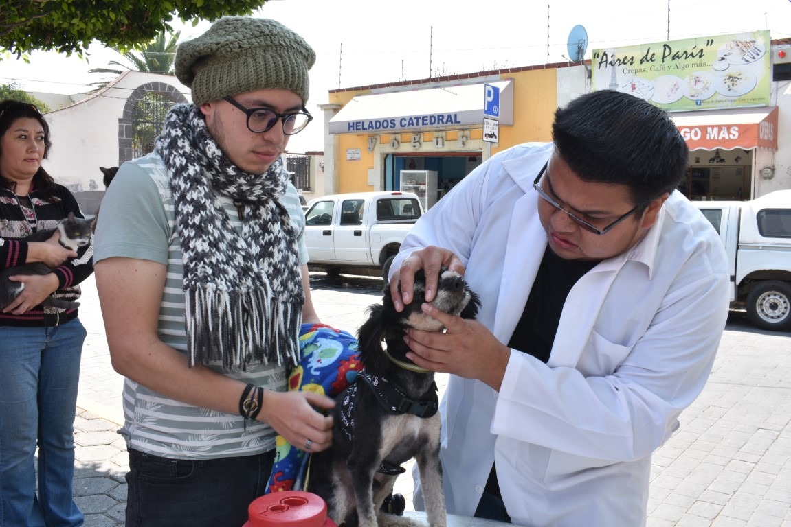 Llama salud Edoméx a vacunar a perros y gatos contra la rabia