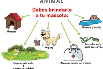 Realiza CCA Toluca recomendaciones para tener una mascota en casa
