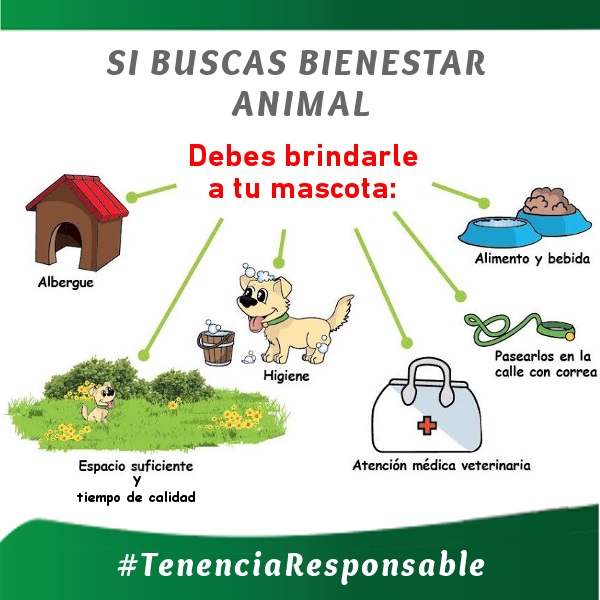Realiza CCA Toluca recomendaciones para tener una mascota en casa