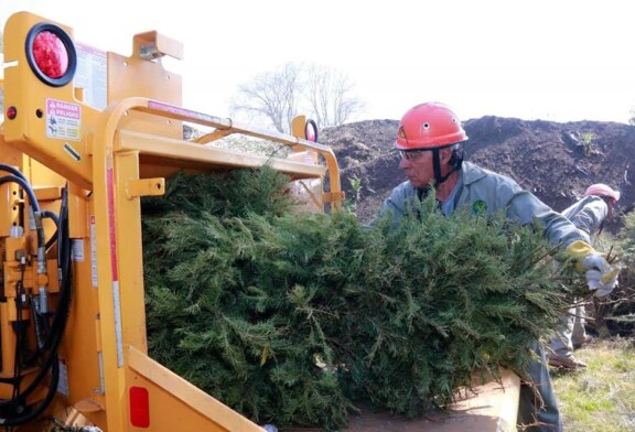 Inicia Edoméx campaña de reciclaje de árboles de navidad naturales