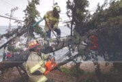 Cae un árbol en la colonia Américas en Toluca