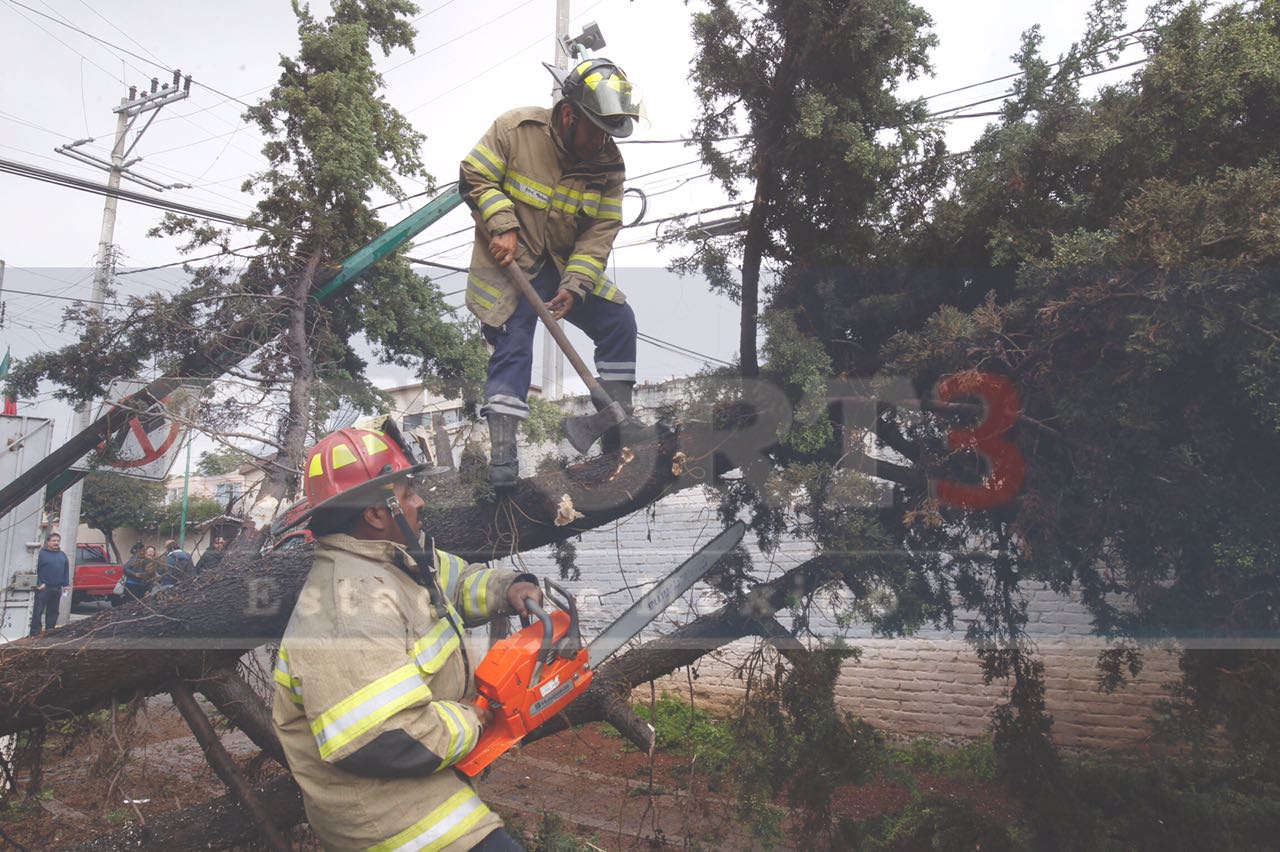 Cae un árbol en la colonia Américas en Toluca