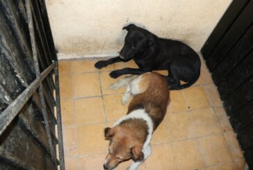 Canaliza propaem a albergue a seis caninos relacionados con deceso de una persona en Tecámac